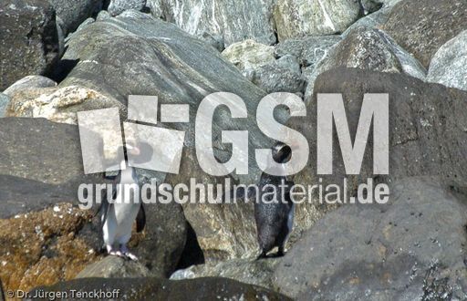 Dickschnabelpinguin (16 von 45).jpg